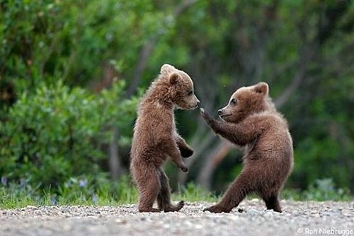 king-fu-little-bears.jpg