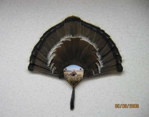 Merriams Turkey Tail.jpg
