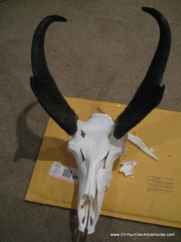 IMG_5231.JPG IMG_5231.JPG