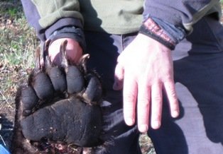 Missing claw-sized.JPG