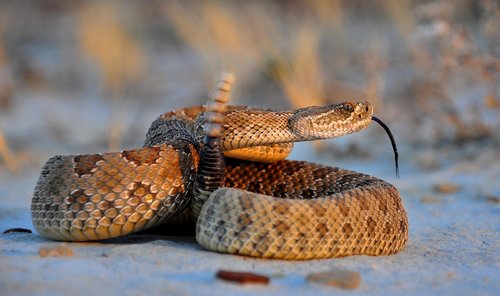 snake3.jpg snake3.jpg