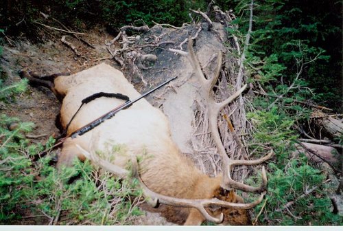 Wyo Bull.jpg Wyo Bull.jpg