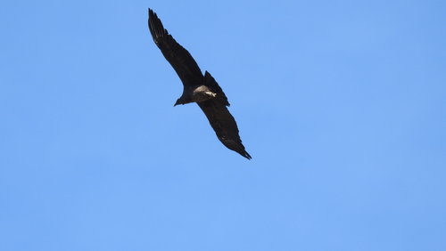 CONDOR.JPG
