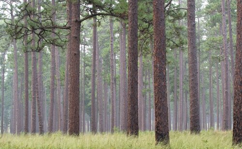 Longleaf-pine-header_2280_1396_75_s_c1_c_c.jpg