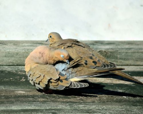 DSC_0097.JPG