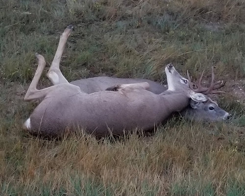 20180921_062024-1.jpg 20180921_062024-1.jpg