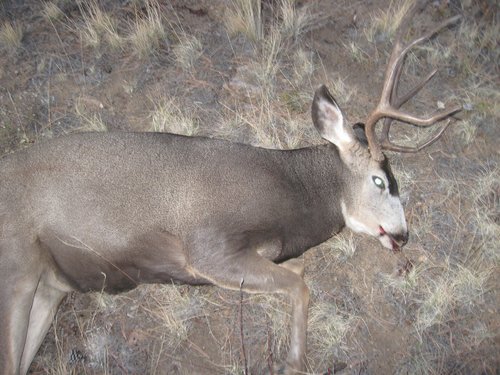Harry Deer3.JPG Harry Deer3.JPG