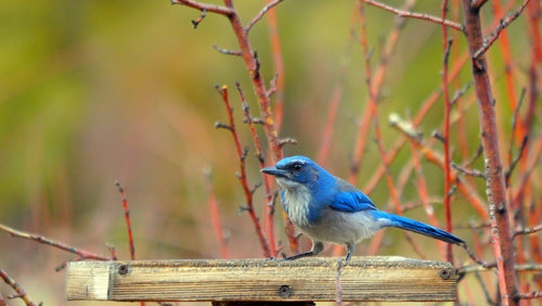 Woodhouse's-Scrub-Jay.jpg