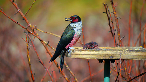 Lewis's-Woodpecker.jpg