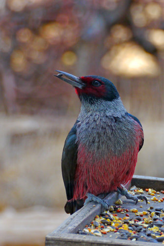 Lewis's-Woodpecker at window.jpg