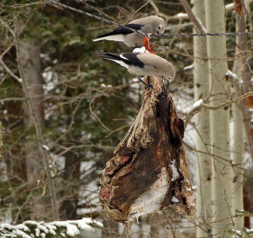 CLNU-on-elk-ribs.jpg