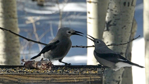 Clark's-Nutcracker-mate-fee.jpg