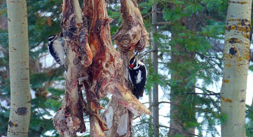 Downy-&-Hairy-Woodpeckers-o.jpg