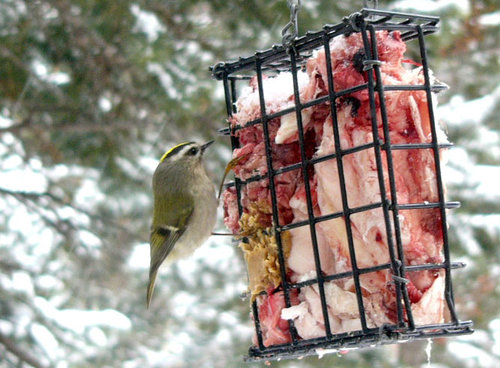 Golden-crowned Kinglet.jpg