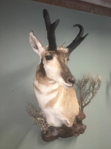 antelope mount.jpg