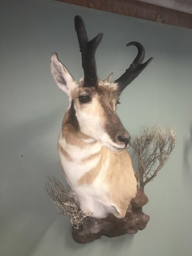antelope mount.jpg antelope mount.jpg