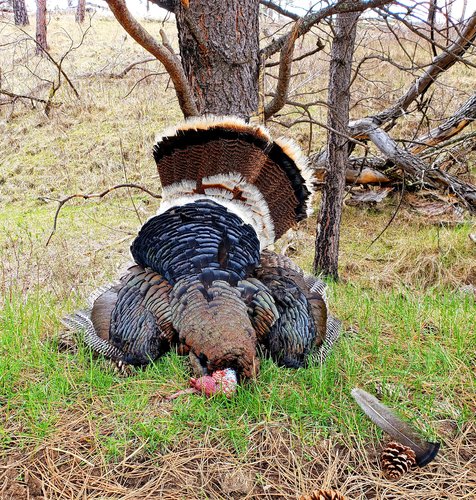 2019turkeynebraskasmall2.jpg 2019turkeynebraskasmall2.jpg
