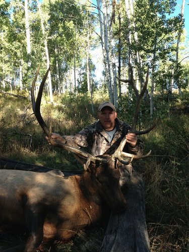 utah elk.JPG utah elk.JPG