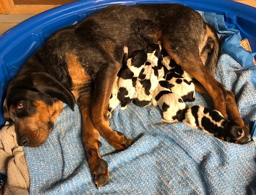 Pups 1.jpg Pups 1.jpg