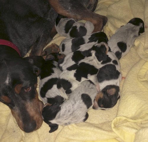 Pups 2.jpg Pups 2.jpg