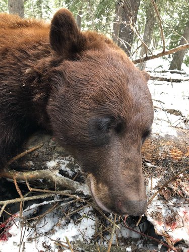 Bear 2.jpg Bear 2.jpg