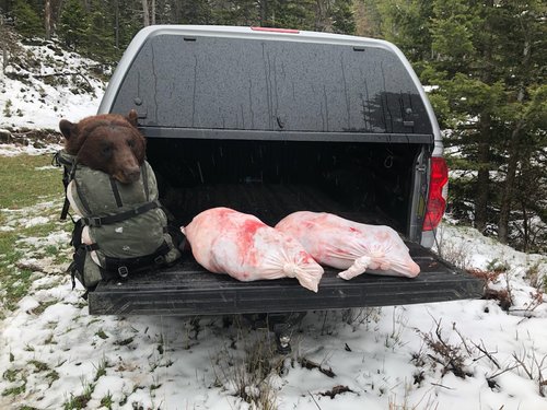 Bear 3.jpg Bear 3.jpg