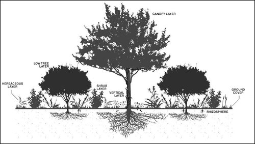 forestgardensilohettes2.jpg