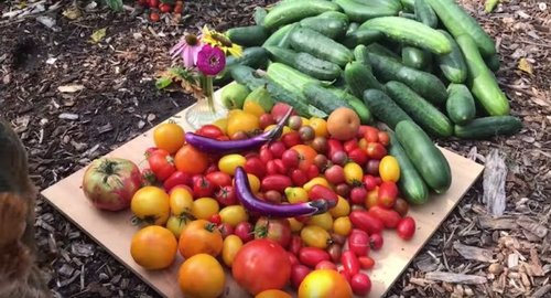 food-forest.jpg