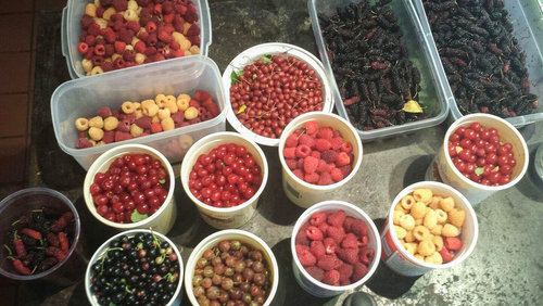 ogden-berries-2_wide-c17b073fb397801c826454659c14a17628329d2d.jpg