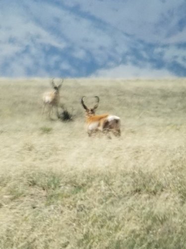 Antelope 4.jpg