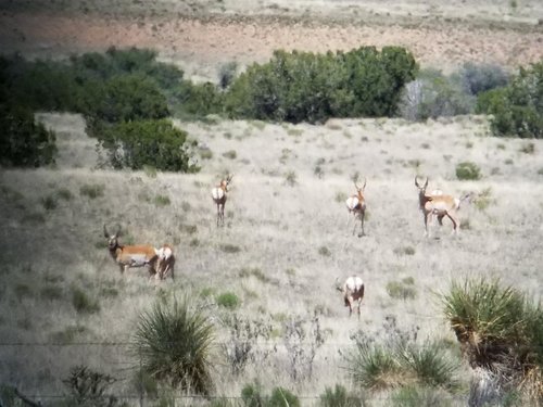 Antelope 8.jpg