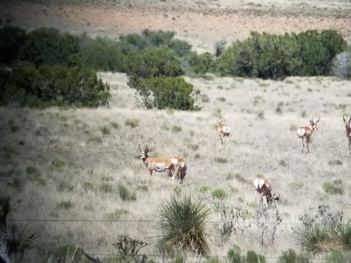 Antelope 9.jpg