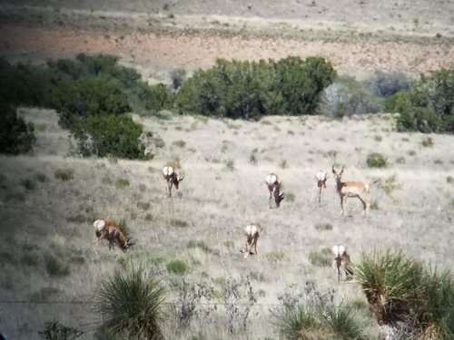 Antelope 10.jpg