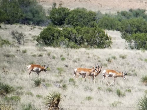 Antelope 15.jpg