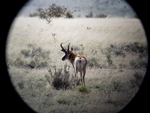 Antelope 29.jpg
