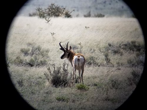 Antelope 29.jpg