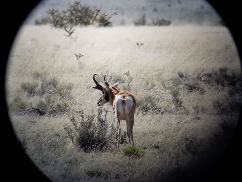 Antelope 30.jpg
