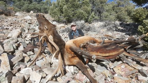 jena's elk as it laid.jpg jena's elk as it laid.jpg