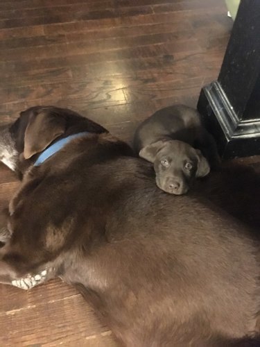 Georgie and Samson.jpg Georgie and Samson.jpg