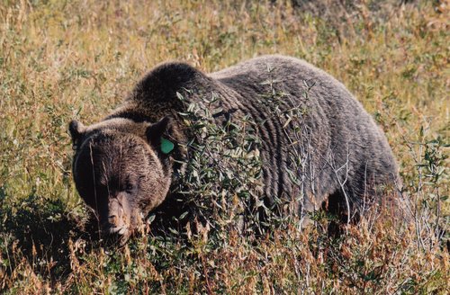 grizzly.jpg grizzly.jpg