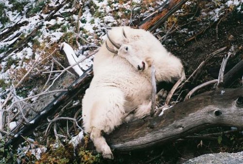 ID goat.jpg