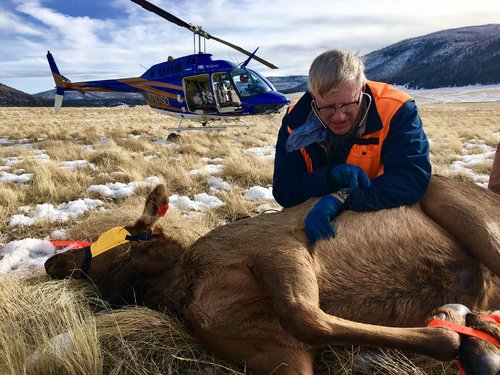 monitoring NM cow elk.jpg