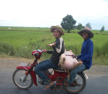 pig-on-a-moped-798221.jpg