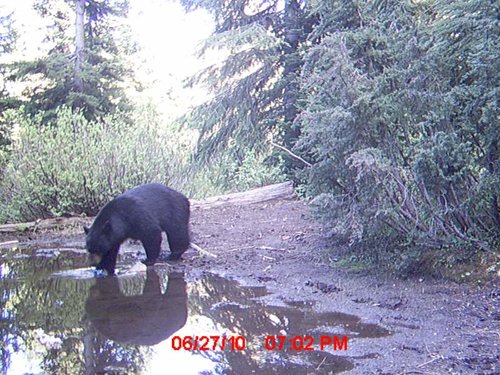 Trail Camera july 036.jpg
