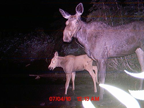 Trail Camera july 059.jpg