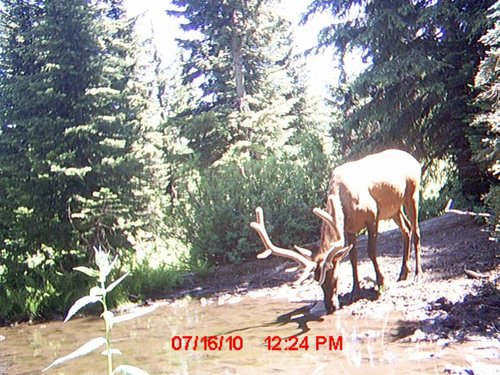 Trail Camera july 186.jpg