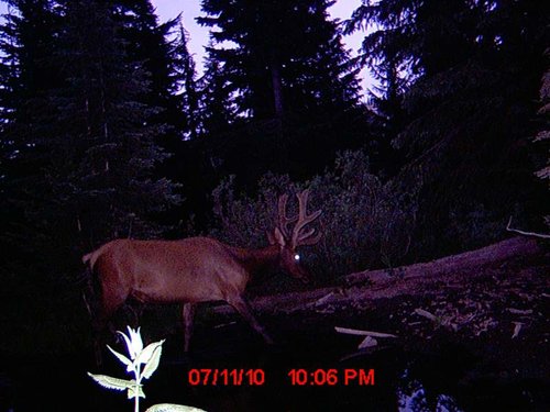Trail Camera july 158.jpg