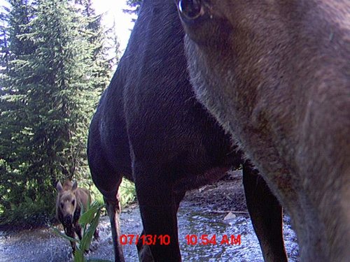 Trail Camera july 173.jpg