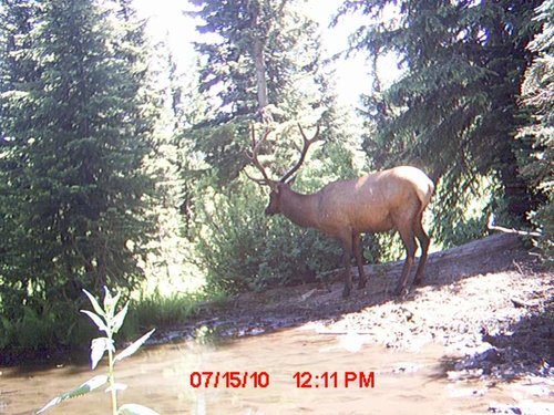Trail Camera july 184.jpg