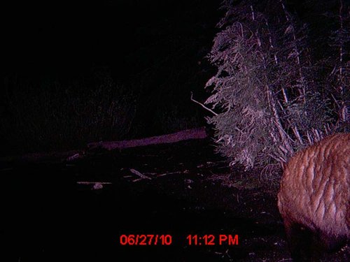 Trail Camera july 039.jpg